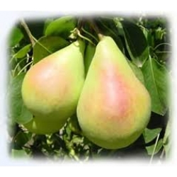 Coscia Armut